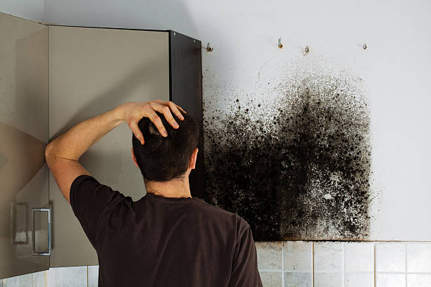 Why You Should Choose Our Mold Remediation Services in Round Rock, TX